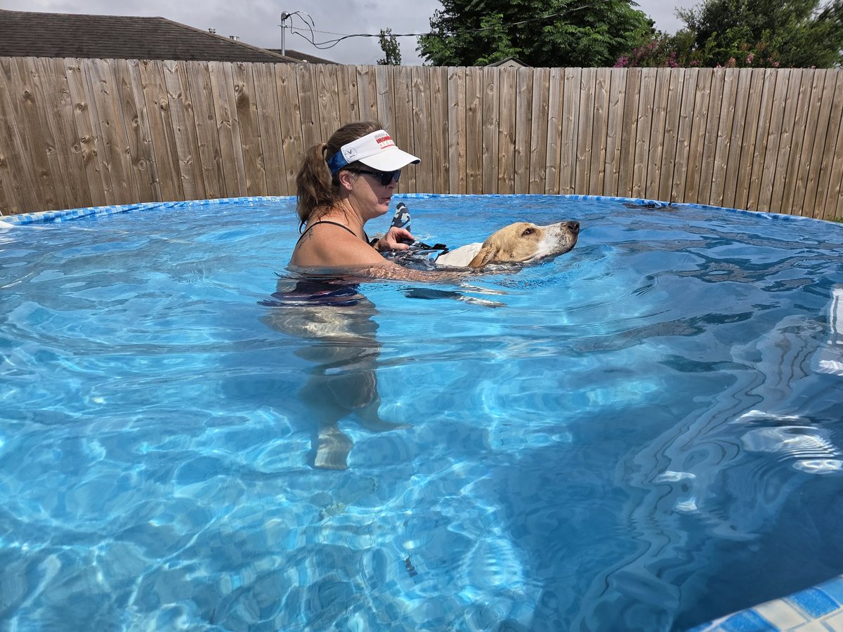 lisabergstrom79's tweet photo. Rufus' first swim lesson.  Trying to get him used to swimming for his doggie splash n dash next month https://t.co/yj6VSY73NH