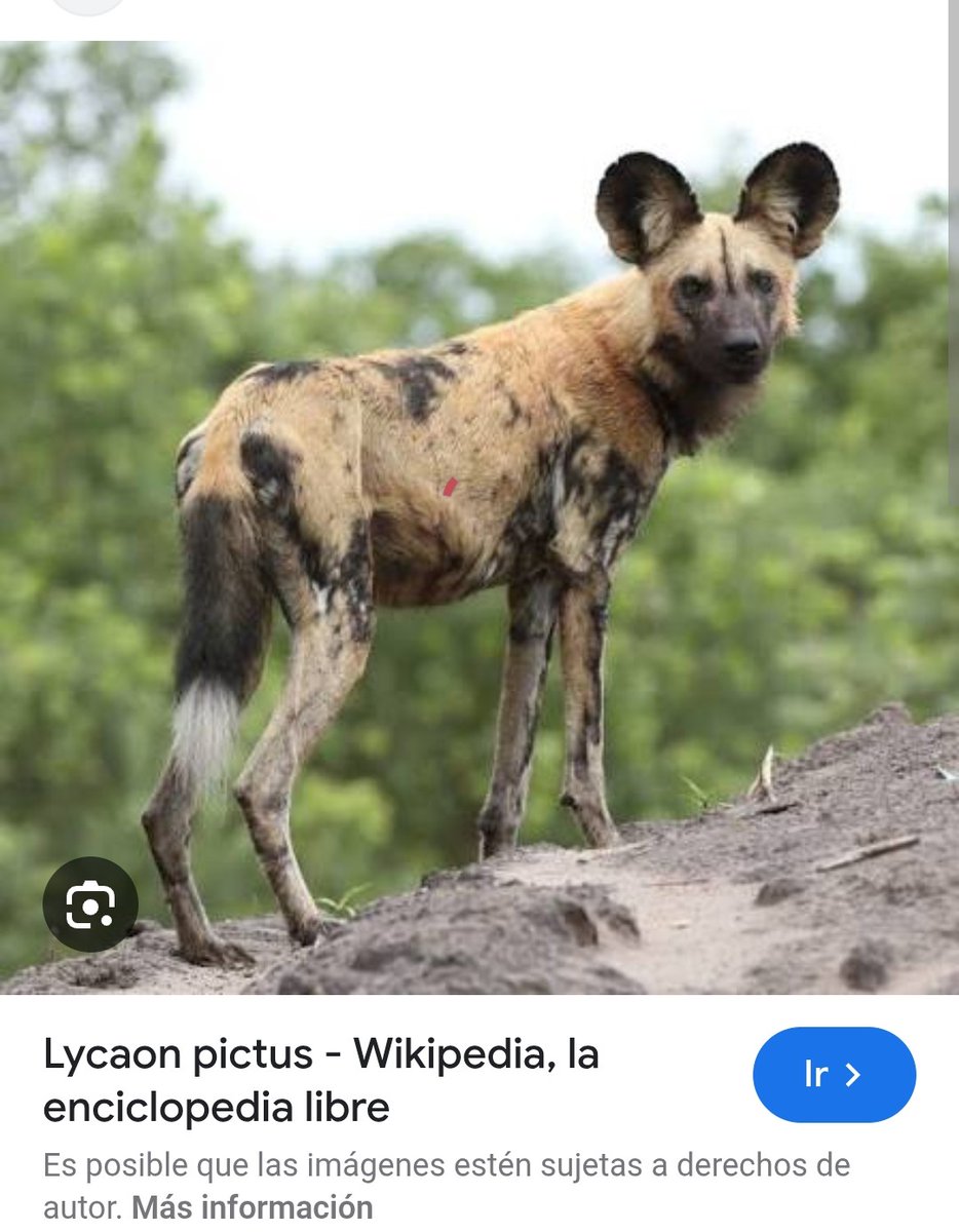 Jimenz369's tweet photo. @BlancoGustavo10 Que alguien le explique al que narra el vídeo la diferencia entre  ciervos y antilopes. 
Y también que expliquen a quienes comentan la diferencia entre Hienas y Licaones. https://t.co/3OOsUlNzAn