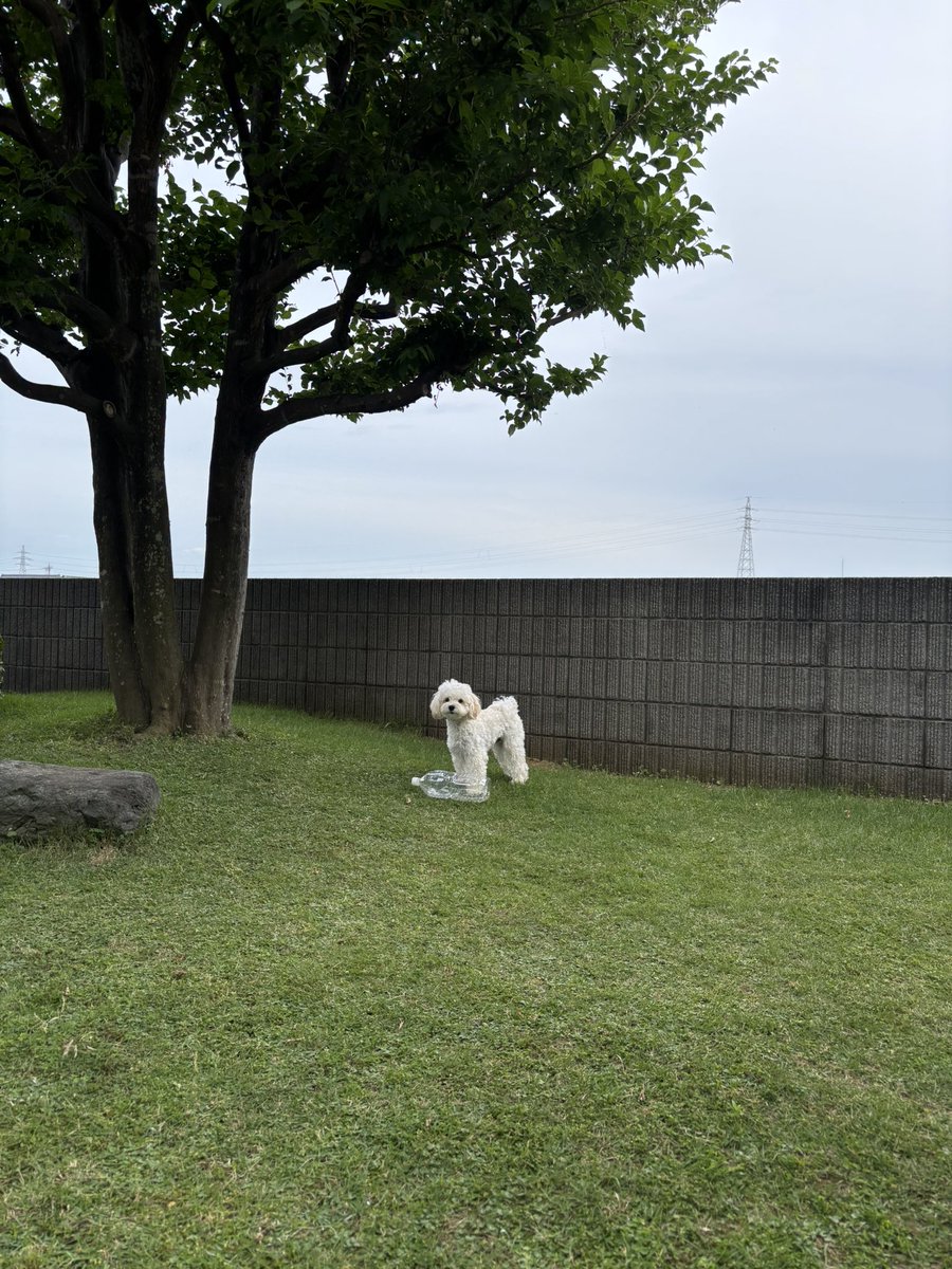 8marupoo's tweet photo. 最近はペットボトルがお気に入り https://t.co/vJTVh08tcb