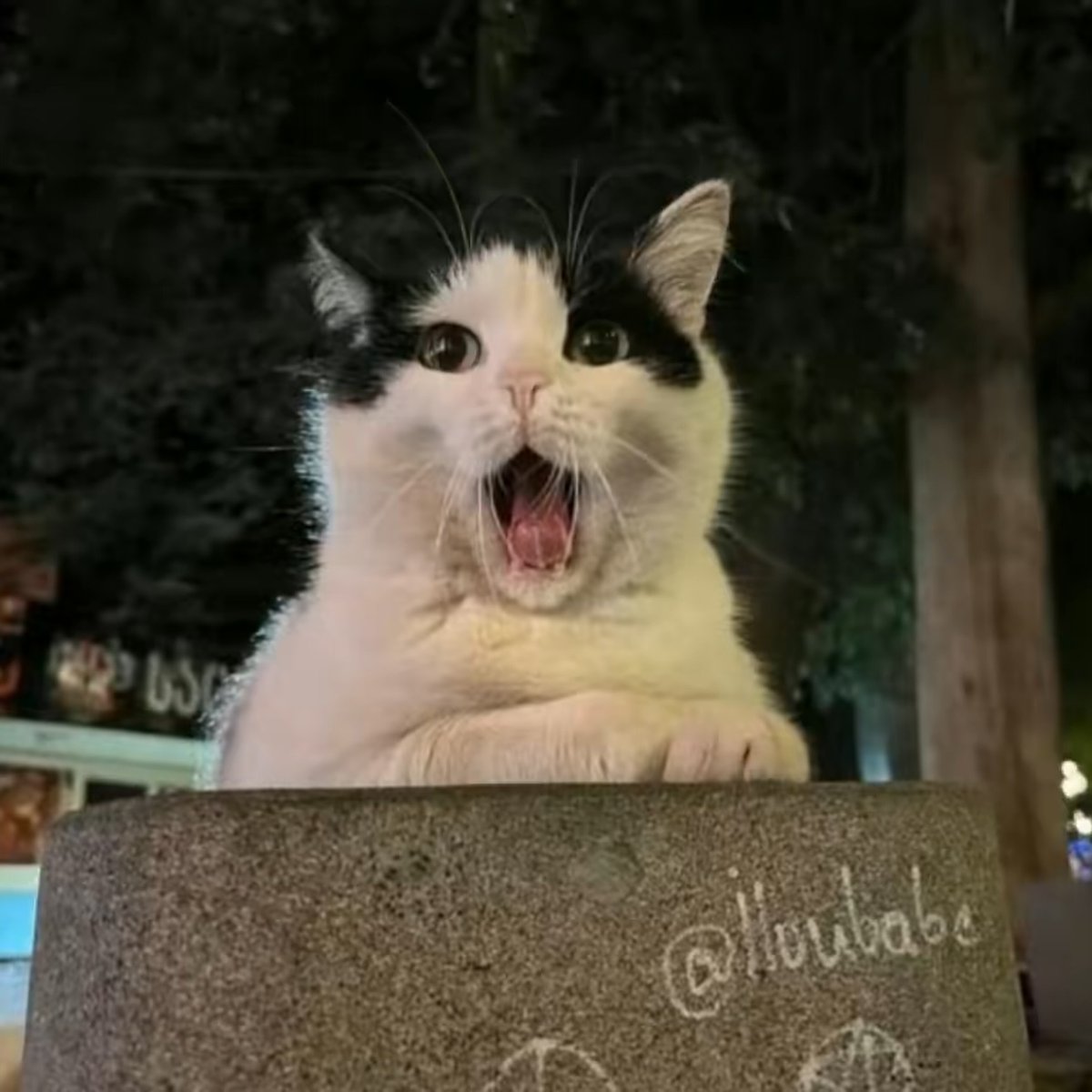 Rosy Cat 😺 tweet media