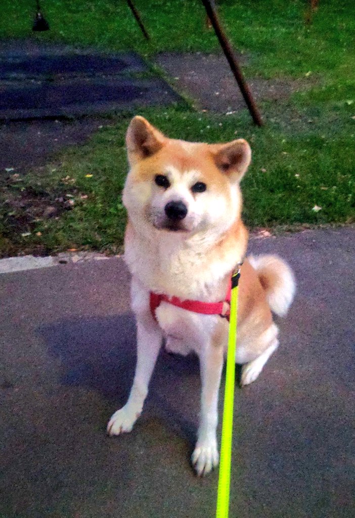 agwhnf5vU8Gu4Pa's tweet photo. -🐾夜ん歩ティング🐾-

IN桂城公園

市役所が新しくなってから
夜になるとライトアップされ
そこだけちょっぴり雰囲気が別世界

公園内の整備中なのか工事中で
噴水は撤去され
大香との思い出もあった天守閣と呼んでいた東屋のような…
展望スペースのような
城のような雰囲気の建物も無くなり　
イベントの際に使われてたステージも無くなり
すっかり姿を変えておりました

遊具付近のハチくんこんばんワンダフル🐾

#秋田犬
#秋田犬の令香