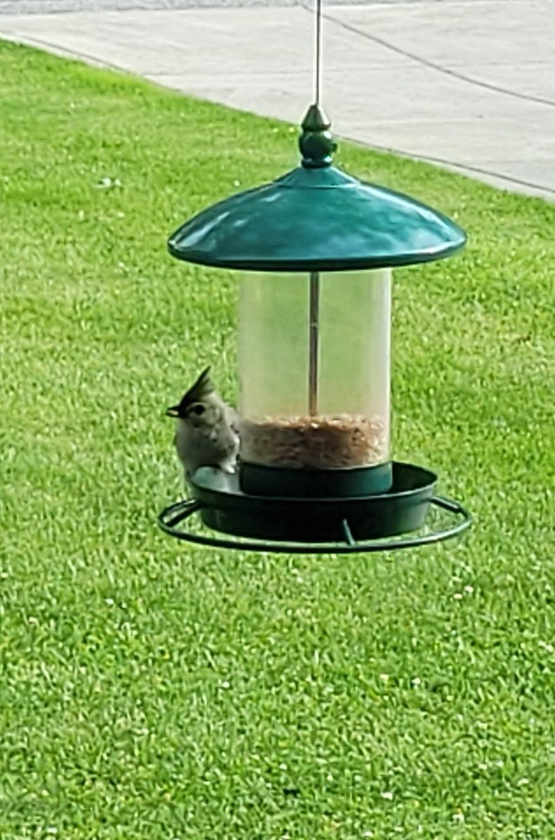 Kylewitkowski's tweet photo. @giveashitnature Sunflower Hearts have been my go-to for a few years now. Must say it doesn't disappoint! Attracts literally everything. Best of all, it also doesn't turn into weeds. It's a little pricey, but hey, you get what you pay for. Finally saw a Tufted titmouse. https://t.co/TyQH6WBiKJ