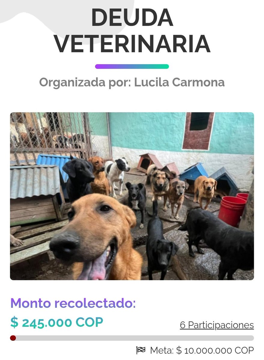 FundacionLucila's tweet photo. 🚨 Solo hemos recolectado $250.000 de $10.000.000 🚨

No sabemos cómo expresar la preocupación que sentimos en este momento.

Tenemos una deuda veterinaria de $10.000.000 y la veterinaria ya nos informó que no recibirá más perros de la fundación hasta que la deuda sea pagada por completo.

Abrimos una VACA con la esperanza de que muchas personas nos ayudaran a reunir esta suma, pero hasta ahora solo hemos logrado recaudar $250.000.

Mientras tanto, seguimos teniendo 250 perros bajo nuestra responsabilidad. Los accidentes, enfermedades y emergencias no esperan a que haya dinero en la cuenta.

Nos duele pedir ayuda una vez más, pero la realidad es que no podemos enfrentar esta situación solos.

Si alguna vez has compartido una publicación, donado alimento, apadrinado un perro o apoyado nuestra labor, hoy te pedimos que nos ayudes nuevamente.

🐾 Si 200 personas donaran $50.000 serían $10.000.000. 🐾 Si 1.000 personas donaran $10.000 también lo lograríamos. 🐾 No importa el valor, importa sumar.

❤️‍🩹 Estamos intentando garantizar que nuestros perros sigan teniendo acceso a atención veterinaria cuando la necesiten.

Aporta o comparte la VACA:

https://t.co/tVrIixFz9f

Meta: $10.000.000 Recaudado: $250.000 Faltan: $9.750.000 💔🐶