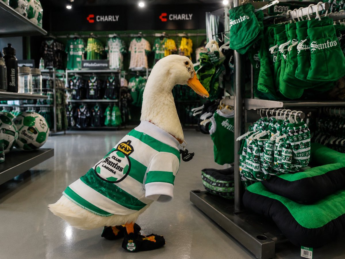 ModaPatitas1's tweet photo. El famoso pato Merlín ya llegó a la @santosshopmx  en el @TSMoficial   para surtirse de los mejores atuendos oficiales de @ClubSantos  😍🫶🪿🇳🇬💚🤍 tu también viste a tu mascota 🐶🐩🐈🐱con el atuendo del equipo mas aguerrido de México. https://t.co/pqTDsPQggy