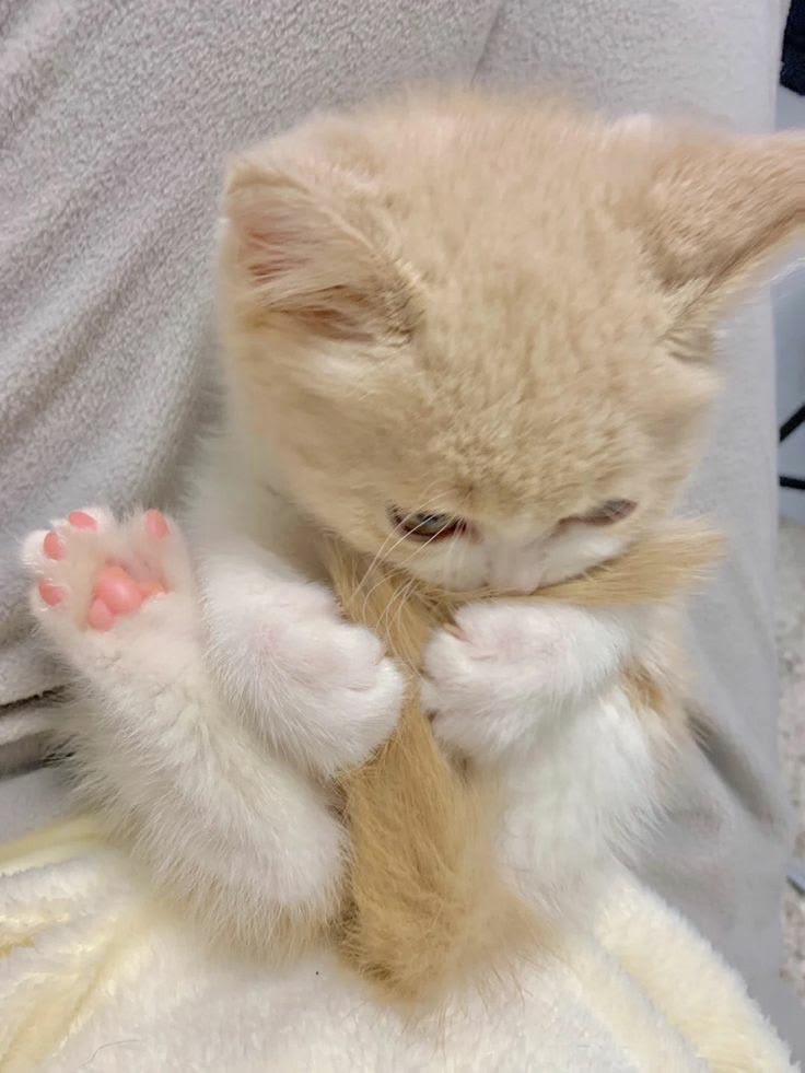 Cats all the way tweet media