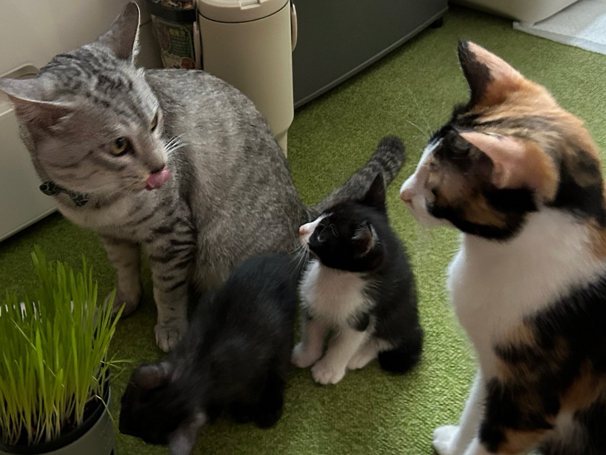 CAM40091468's tweet photo. 猫草買ってみたらめちゃ食べるっ！
でも、猫によってはゲロゲロ🤮するから掃除が必要です！
#猫　#子猫　#猫草 https://t.co/g3FhXXHfrx