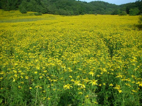 kamisama_kotoba's tweet photo. Both "Delight" and "Fear" are wave motion of consciousness.
We draw to ourselves events and phenomena that share the same wave motion.

【歓び】も【怖れ】も、意識の波動
同一波動の出来事・現象を、我々は身辺に引き寄せてゆきます。
#Attraction #引き寄せ #WaveMotion #波動 https://t.co/LU4wji5vqB