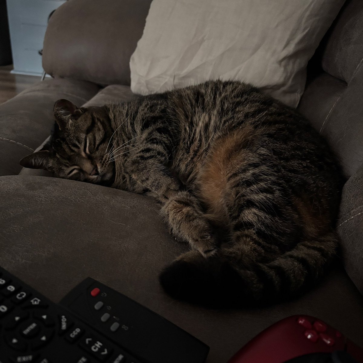 MercuryHigh91's tweet photo. Caught her sleeping. https://t.co/XGYnbGc3X4