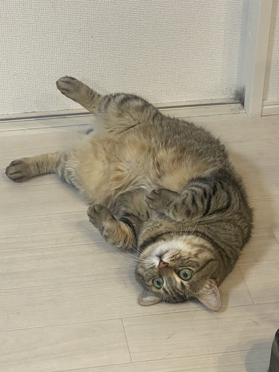 Marock_0918's tweet photo. なんか暇そうなまろっく様可愛いィイィイイイィイィイイイィイィイイイィイィイイイィイィイイイィイィイイイィイィイイイィイィイイイィイィイイイィイィイイイィイィイイイィイィイイイィイィイイイィイィイイイィイィイイイィイィイイイィイィイイイィイィイイイ！！！ https://t.co/5SNTDApRuV