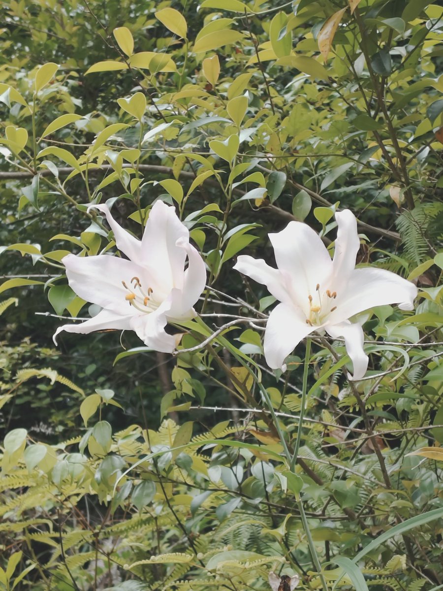 QFSgksy's tweet photo. 光射し    花開き✨𑁍ࠬܓ https://t.co/sCwp8g83Ai