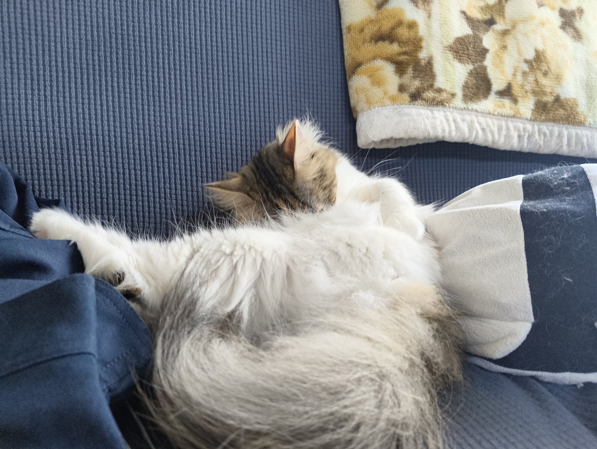 hamaguri_na's tweet photo. お手入れ中
 #ノルウェージャンフォレストキャット
 #猫のいる暮らし
 #猫好きさんと繋がりたい https://t.co/ykogNrVcjE