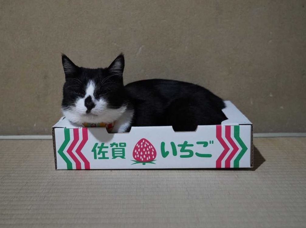 genronedit's tweet photo. 🐱ねこ募集���😻

連載「島暮らしのザラシ」のムーさん久々の登場！

webゲンロンでは皆さまからのねこの写真を募集です🛀
https://t.co/1ngKB6MROk https://t.co/Xb5Pe4VRdk