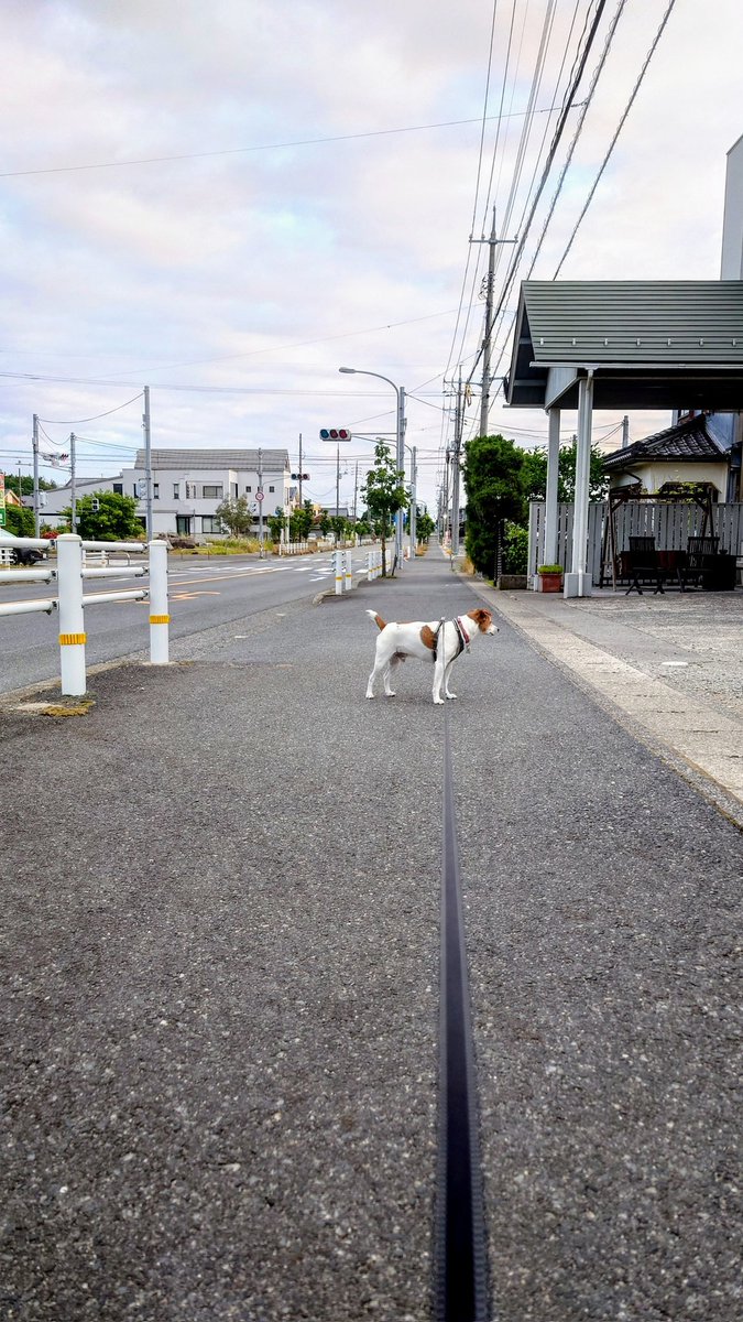 BASIL@Jack Russell Terrier tweet media