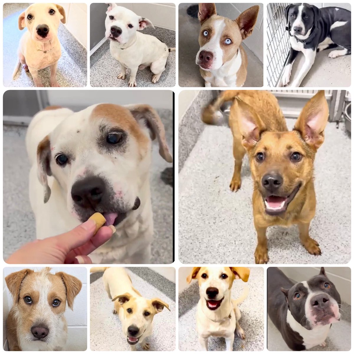 PawsnTails4TX's tweet photo. 🆘🐾HARRIS COUNTY  Houston #TX 
        🚨🚨AT RISK TB☠️ 6/19
💙MADDEN #A756402  7 mos
💙MARCIANO  #A656686  2yrs
💞LULA #A654913 4yrs
💞OREO #A654804 2yrs 
💙KANE  #A656794  14 yrs
💞SAPHIRE #A656434 6 mos 
💙MAX #A656521 9 mos 
💙OLLIE  #A655407  5 mos & OZZY #A655408 
💞HELENA #A655332  6yrs