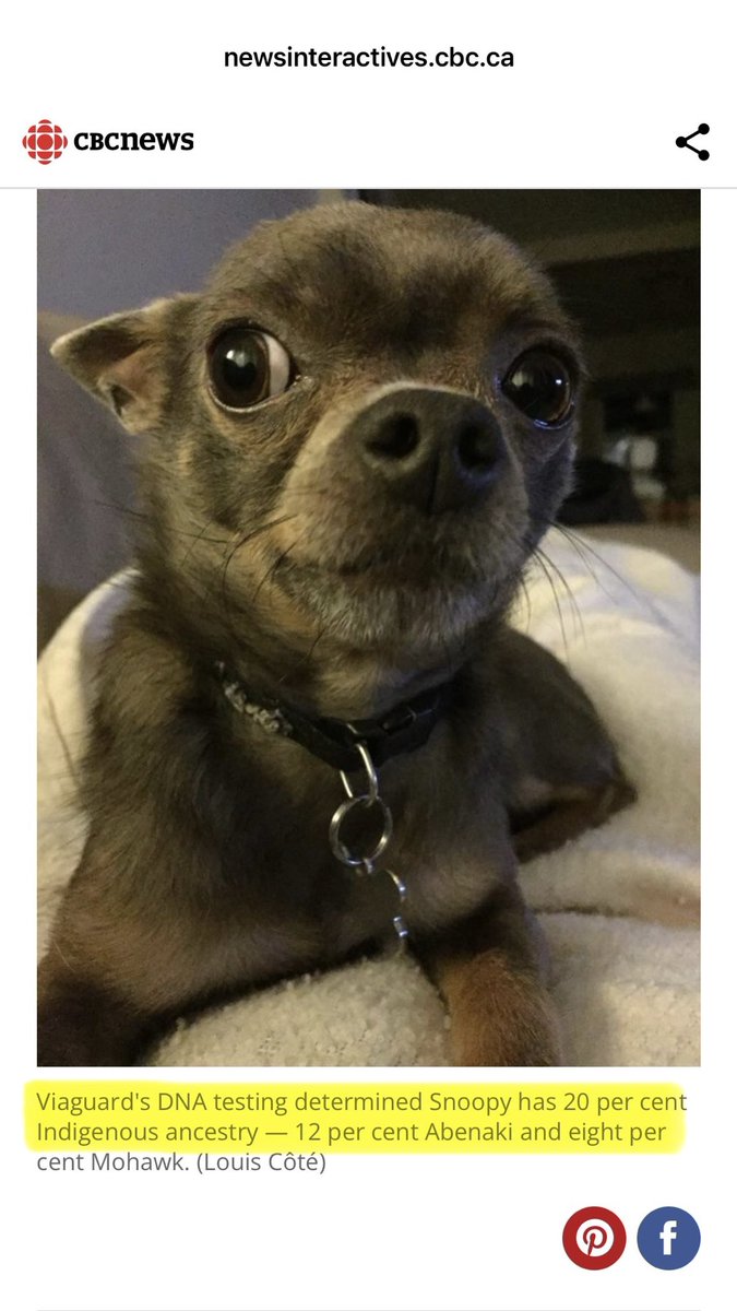 JimMcMurtry01's tweet photo. Toronto company in 2018 declared Indigenous ancestry in a dog.

There are many companies that offer fake DNA results and fake status cards, including an Ojibwe reserve in Ontario (Batchawana FN) and an Abenaki reserve (Odanak FN) in Quebec. https://t.co/AaCoYhWWqJ