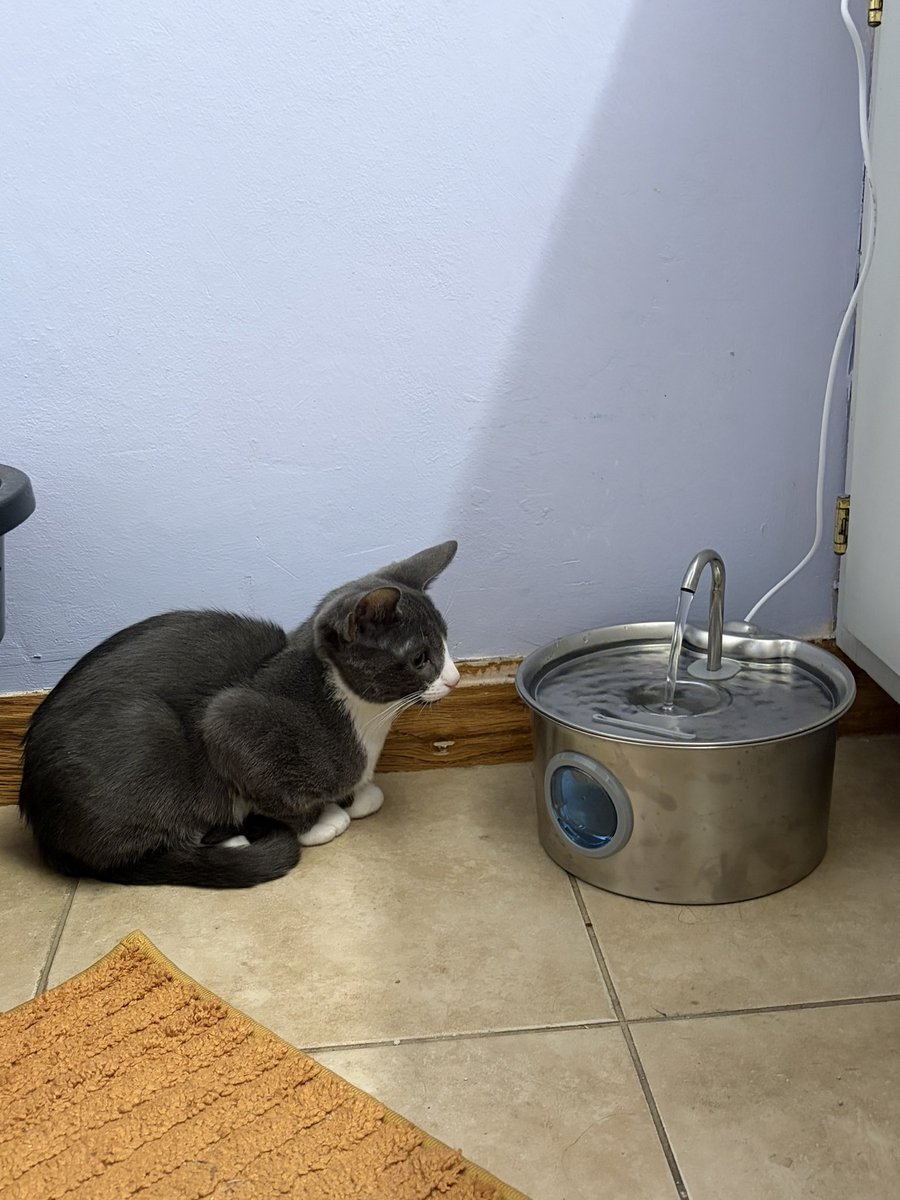 catzandcookiez's tweet photo. Being a pet sitter is the best job…what do u mean I get paid to hang out with cute af kittens?? #cats #kittens #petsitting https://t.co/WrbJhgtaRI