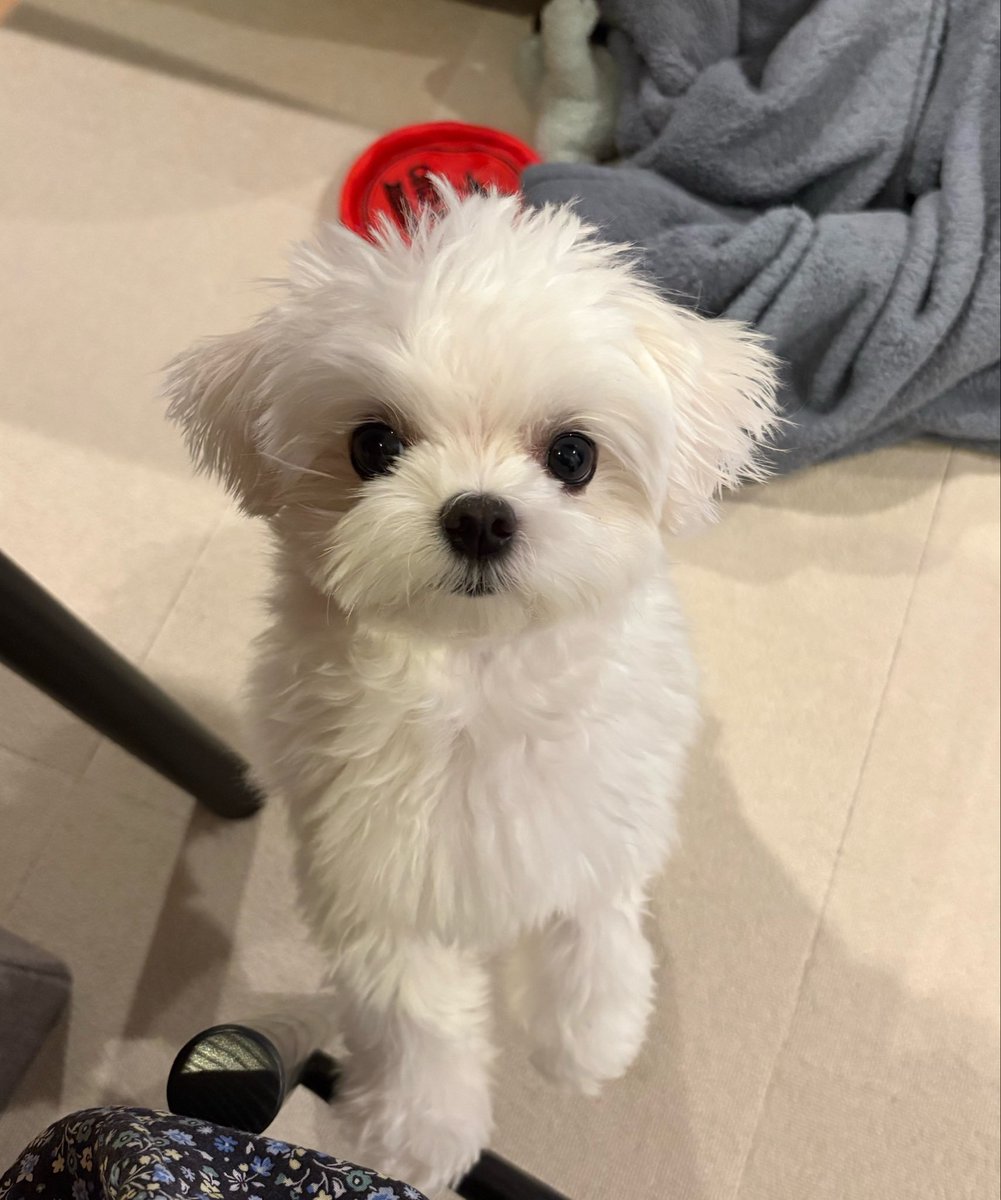 rice_0520's tweet photo. ご飯も中断しちゃうかわいさ https://t.co/Rv1SmcigPo