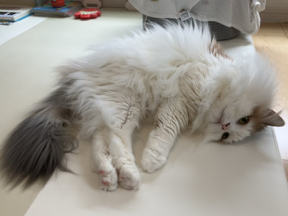 kinako_am's tweet photo. ころんっ #猫のいる暮らし𓏲𓎨 https://t.co/NkV3v2SEIK