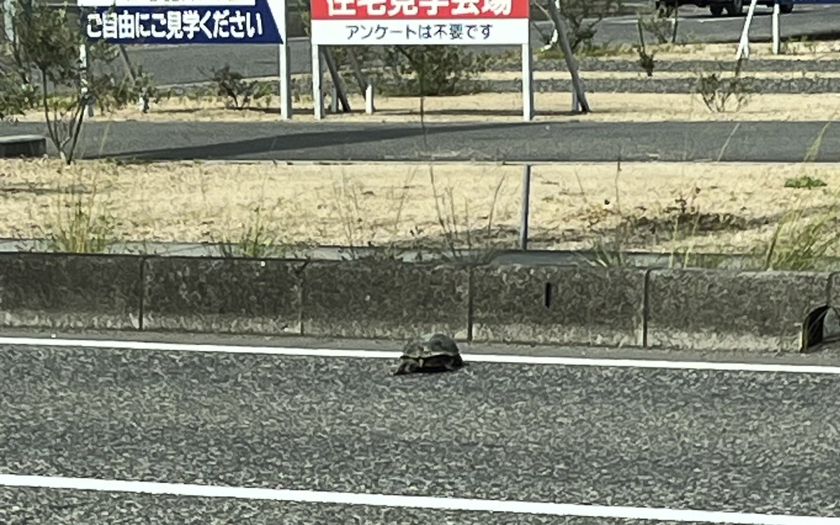 koinasi's tweet photo. 通勤中時々かなりでかい亀が道路横断してるの怖すぎる
轢いたら大事故になるかも https://t.co/MM4Jcsrr5w