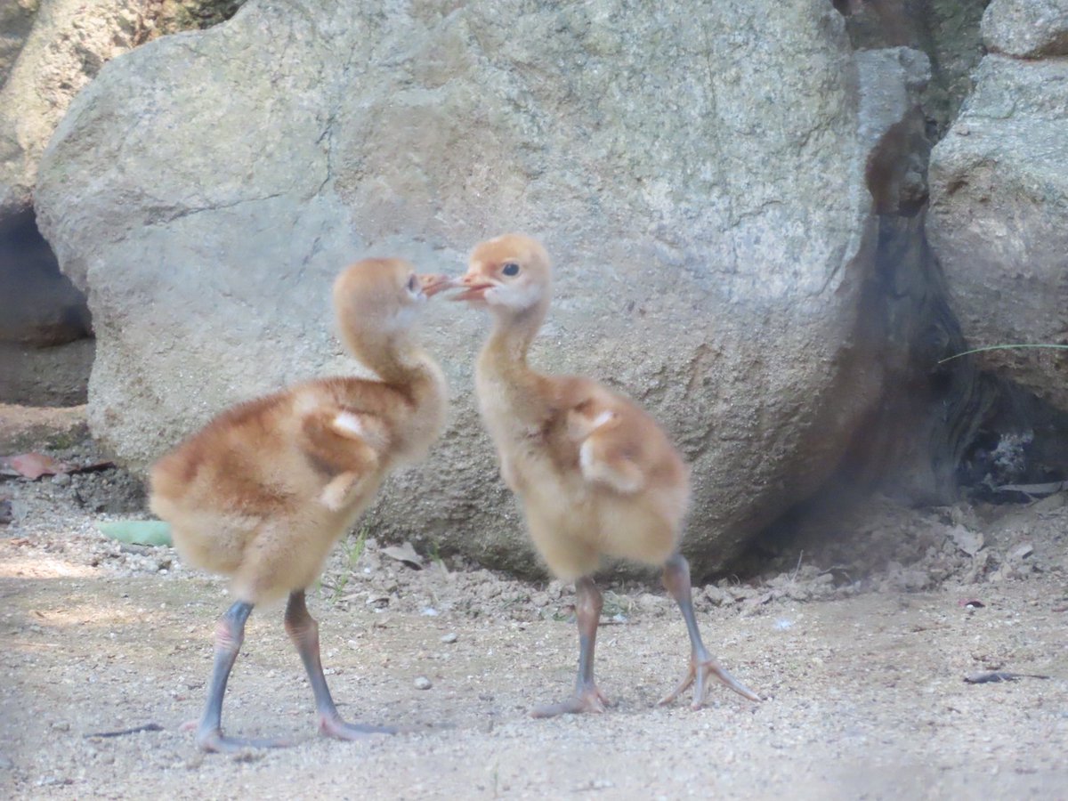 kobekoho's tweet photo. #王子動物園 で誕生した
タンチョウのヒナさん🥳

水位を低くしてもらった
池にもデビューしたよう✨

すくすく元気に
育ちますように😊

#モフ曜日
#本日もよろしくお願いします https://t.co/nY4KL1LN0Q