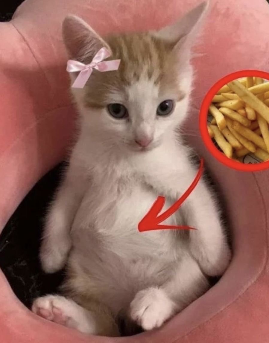 astralbaes's tweet photo. me if you even care https://t.co/TPNSBsLJF2