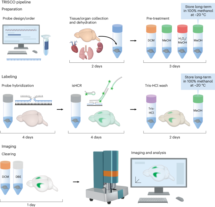 NatureProtocols's tweet photo. New Article! Whole-organ spatial transcriptional analysis at cellular resolution using TRISCO https://t.co/Zj45jXHY25 https://t.co/vs7bYsB8jK
