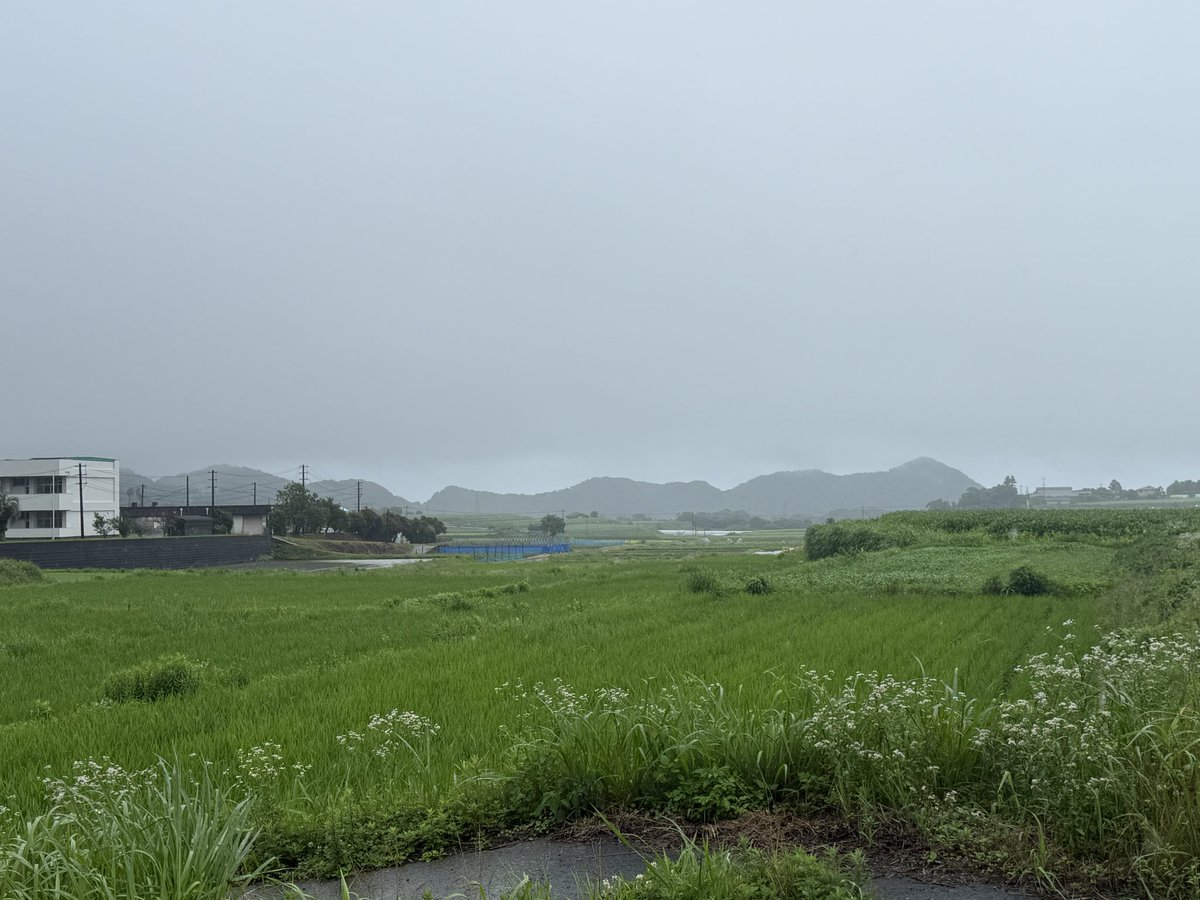 Ken_Ch0115's tweet photo. 毎年、田んぼの成長記録をツイートしてたけど今年���無いの？との要望を受け、実は１ヶ月ぐらい前から写真だけは撮ってましたwwww

写真繋げて動画にするだけにしようと思ってましたが、今日からツイートしていきます！！！（遅い）

ちなみに植えた時から背丈2倍ぐらいに伸びてます🌱 https://t.co/LLnW5ylMK7