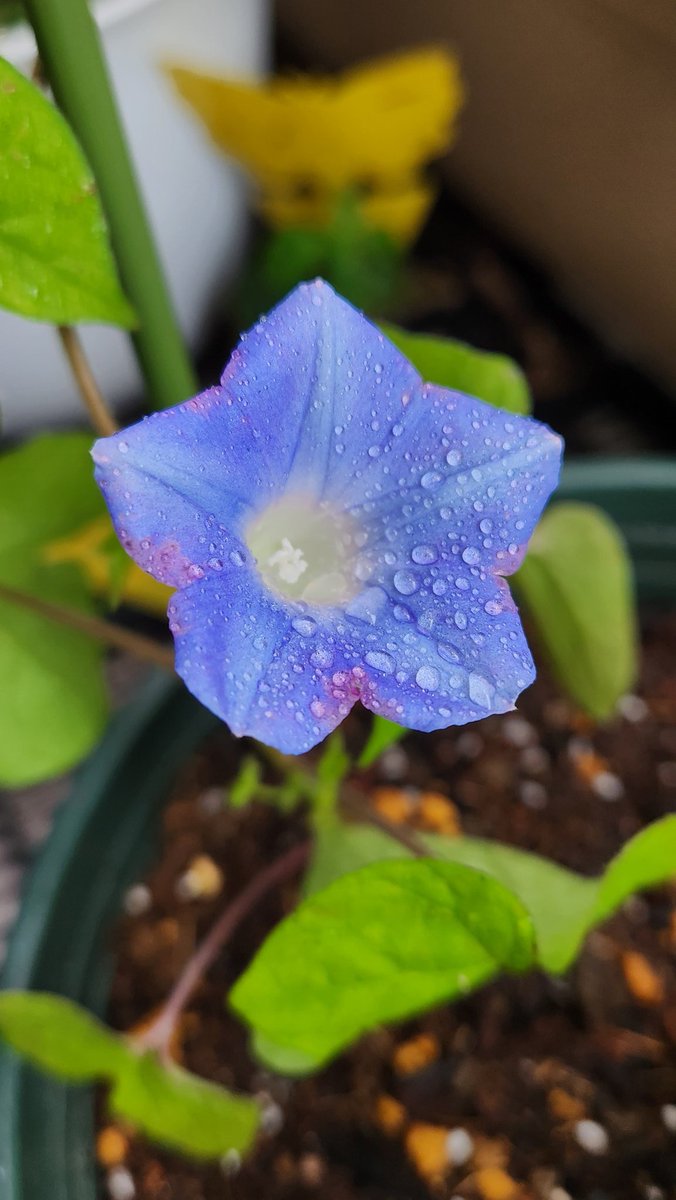 今シーズン最初の花はアメリカ朝顔ちゃん 咲きましたー( ᐖ )/( ᐛ