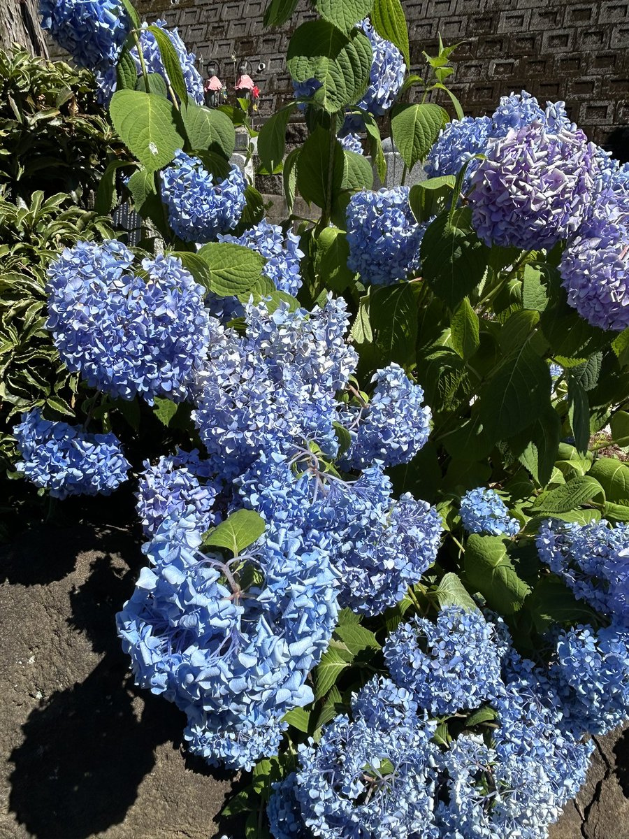 ROOMwada's tweet photo. おはようございます🙋‍♀️
今日は東京も雨☔
雨のせいで電車も遅れてる💦
今週もあと２日、頑張ろう🫡
今日もステキな1日を✨ https://t.co/9aTHIeZVKz