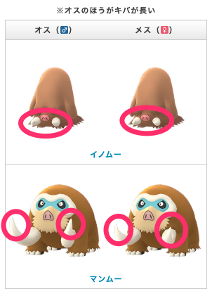pokemongoraku's tweet photo. #ポケモンGO
本日約半年ぶりの「スポットライトアワー」開催です

🗓️2026年6月18日(木) 18時〜19時
- ウリムー野生大量発生
- 博士送りアメ2倍

進化先の「イノムー/マンムー」はオスメスで見た目（キバの長さ）���違いがあるのでオスメスをコレクションする楽しみ方もあります
※進化前ウリムーに違いはなし
※オスメス遭遇確率は同じ

▼スポットライトアワー情報
https://t.co/pCMXhZQI2N
▼イノムー個体値CP情報
https://t.co/A3KnSCZ4Eg
▼マンムー個体値CP情報
https://t.co/WrT2ZkksEk