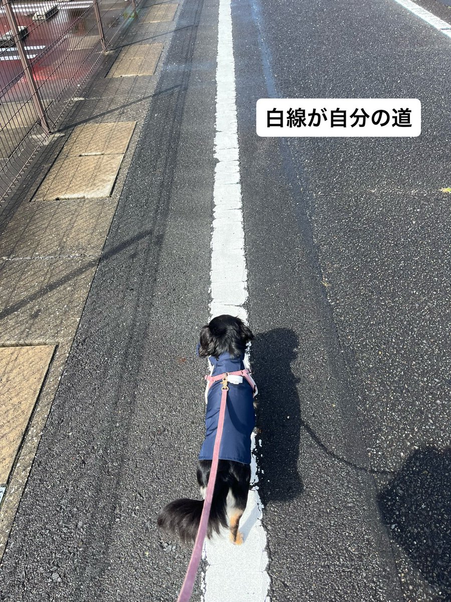teahachico's tweet photo. 雨降ってたから初めてのカッパ着せたけどフード大嫌いっ子だった🐶
途中から晴れたからフードとったらるんるん
取ったフードは自分で持って帰るみたい🐾 https://t.co/HlYVdtD7J3