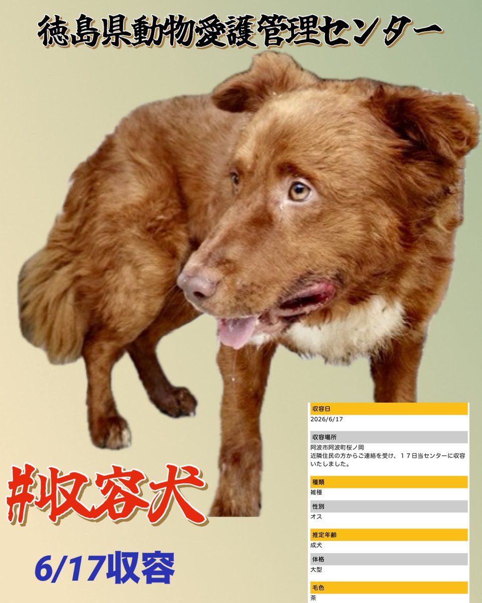 gollfe's tweet photo. #一頭でも多くの命が繋がりますように🙏🏻
🆘徳島県動物愛護管理センター
大きな身体をした成犬のオス
どこか戸惑い、不安そうな表情
迷子なのか野犬なのか不明
もし見覚えのある方 
心当たりのある方はいませんか。
家族へ知らせてください🍀🙏🏻
徳島です

♦️6/17収容
🔹阿波市阿波町桜ノ岡
🔹雑種・オス・成犬・大型・茶色
🔹首輪無し
https://t.co/iIACFjsOuA