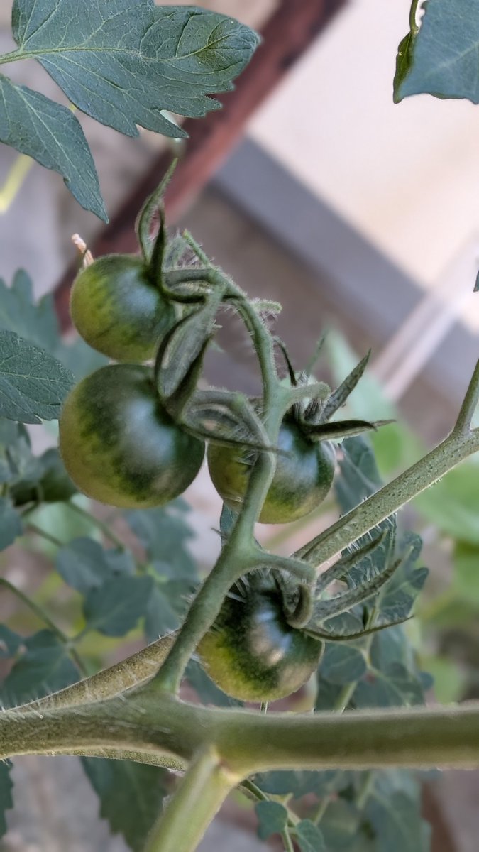miko6516's tweet photo. 家庭菜園、プチトマト🍅
早く紅くなあれ😋 https://t.co/iytdTWPlLJ
