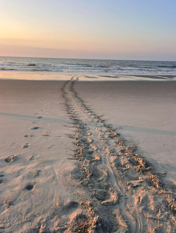 ABCNews4's tweet photo. Sea Turtle Nesting season kicked off on May 1st, and already the numbers are higher than normal. As of Wednesday morning, South Carolina has 3436 nests through the first six weeks of the season; last year the state had 3916 all year.

READ MORE: https://t.co/kJZGY3DU6c https://t.co/LK53hQ5vKh