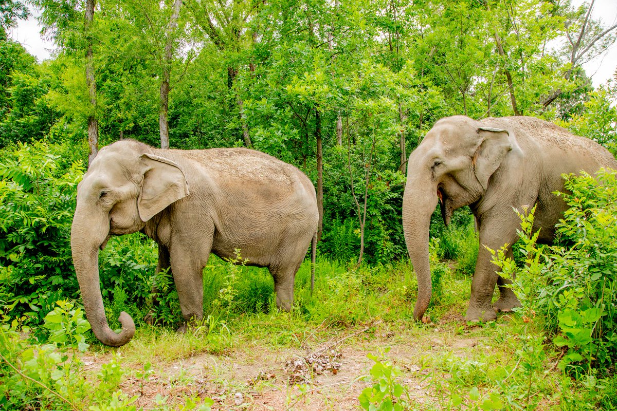 TulsaZoo's tweet photo. Summer days in the 10-acre preserve with Sneezy and Sooky! ☀️🌳🐘 https://t.co/blJxdAVuKE