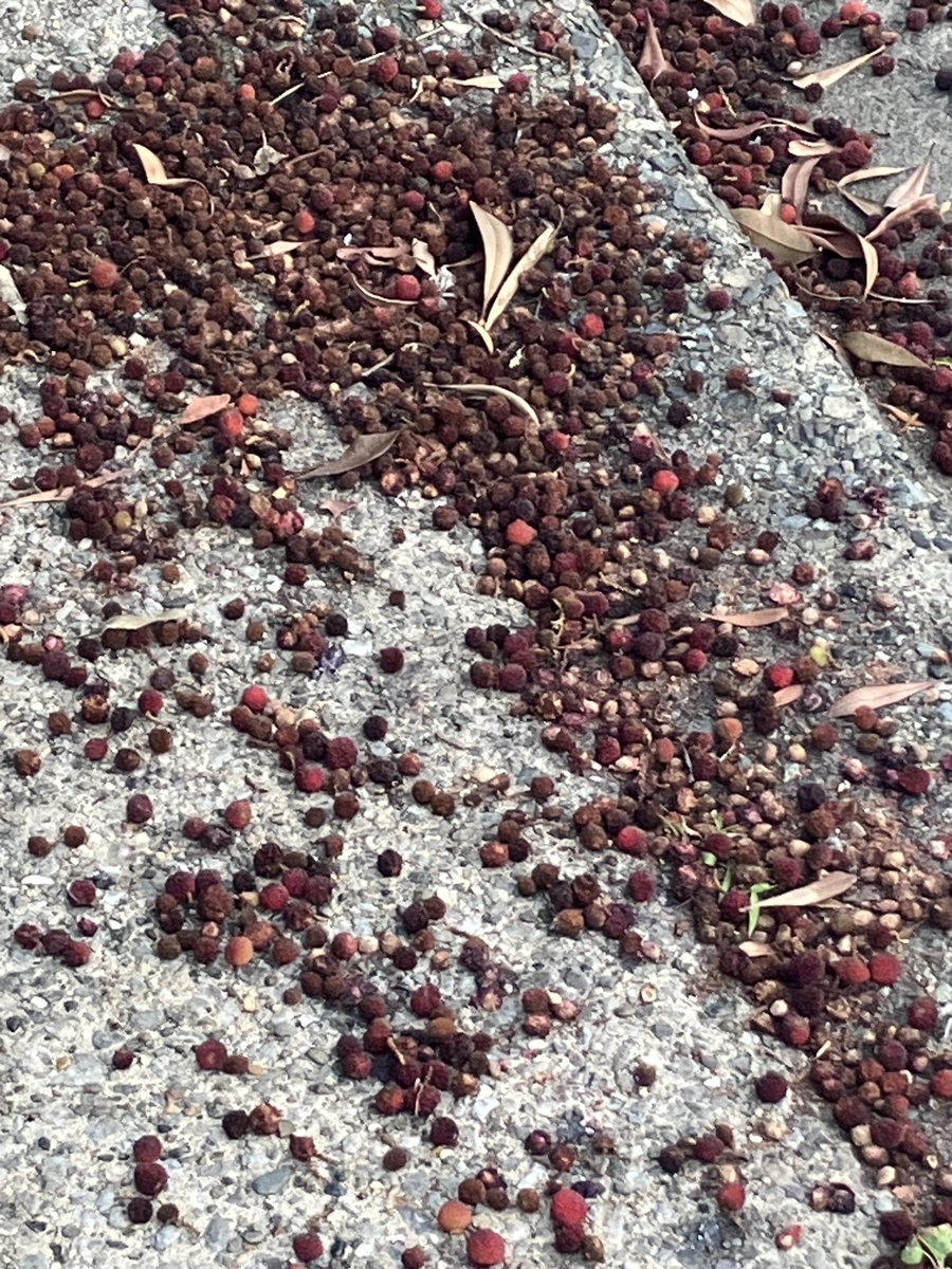 hasucafe's tweet photo. 海岸通りにヤマモモが街路樹として植えられているんだけど、めっちゃヤマモモ落ちて、朽ちている。ヤマモモ、前にいただいて食べたらおいしかったので、こんなタワワに実っているのに...と眺めていたら、鳥の群がやってきて、めっちゃ食っておった。 https://t.co/qyssSRf65w