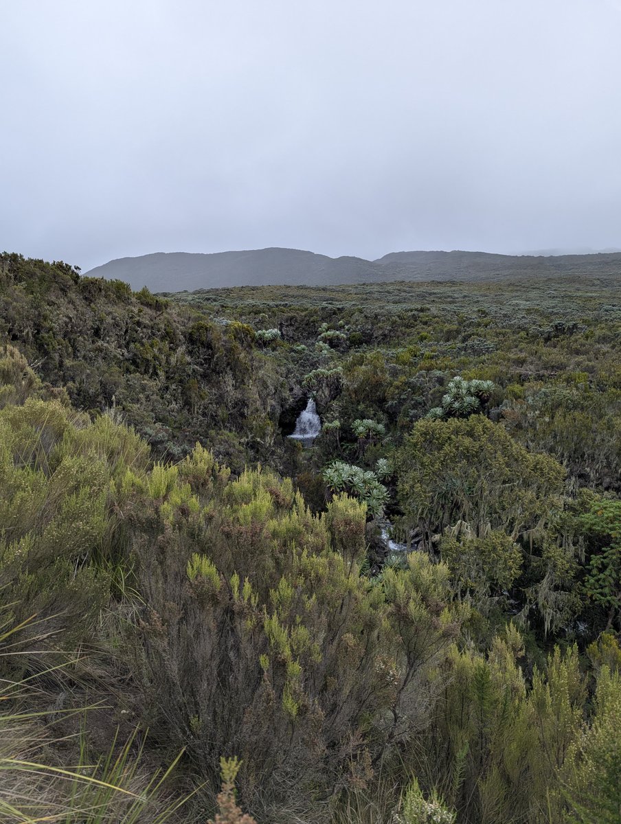 el_squared10's tweet photo. Where silence speaks in waterfalls and clouds whisper to the earth.
#mtkenya https://t.co/1ffYBeWGmk