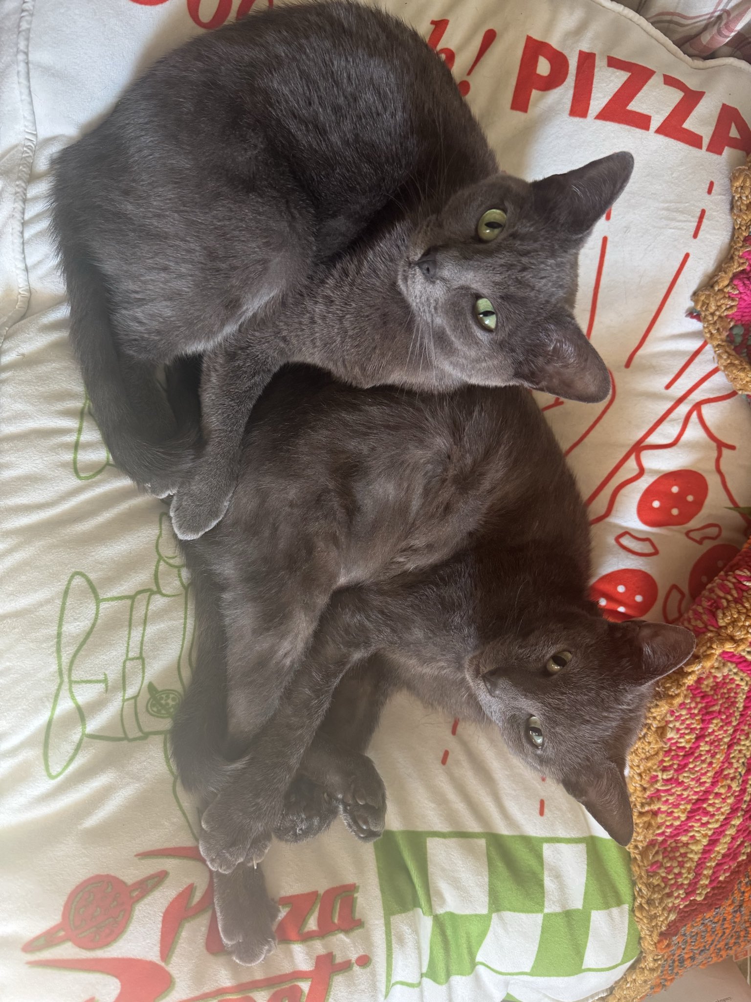 2 pic. A little of my day I love my babies 🥹😍💓 #cuties #lularanae #playboysweatshirt #crazycatlady https://t.co/ZC0RfPtoyb