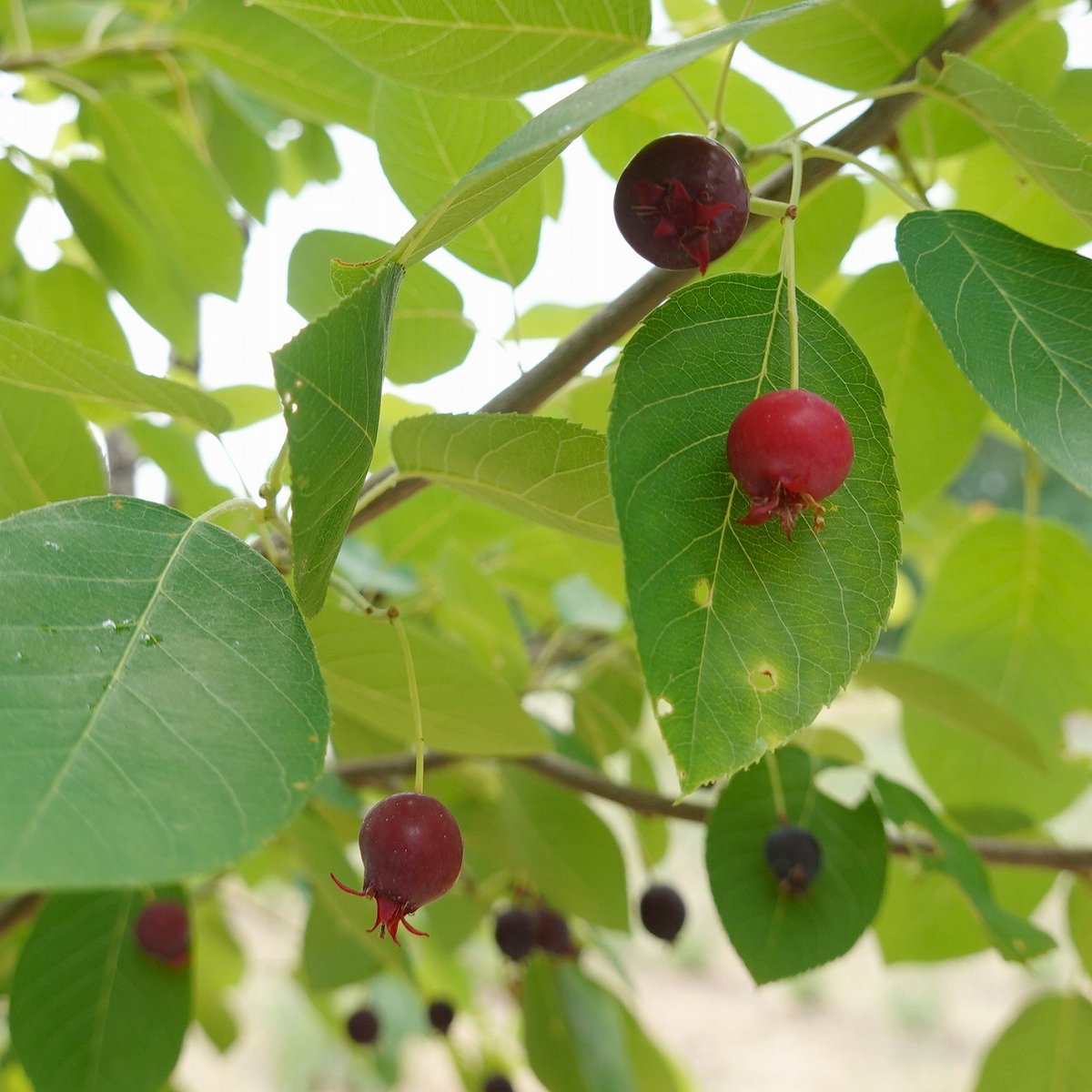 ishigami_muse's tweet photo. 名前のとおり「ジューンベリー　Juneberry」が6月に果実をつけています。
ちょっと種が多いですが、食べられます。甘酸っぱい味。 https://t.co/Lsss5vqFDp