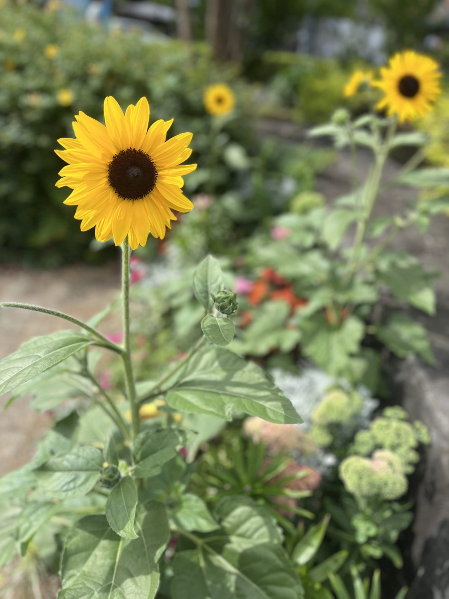 v_miisa's tweet photo. おまけ💕山下公園の向日葵も可愛かった🌻

#みさ花だより https://t.co/NvT3POGtUd