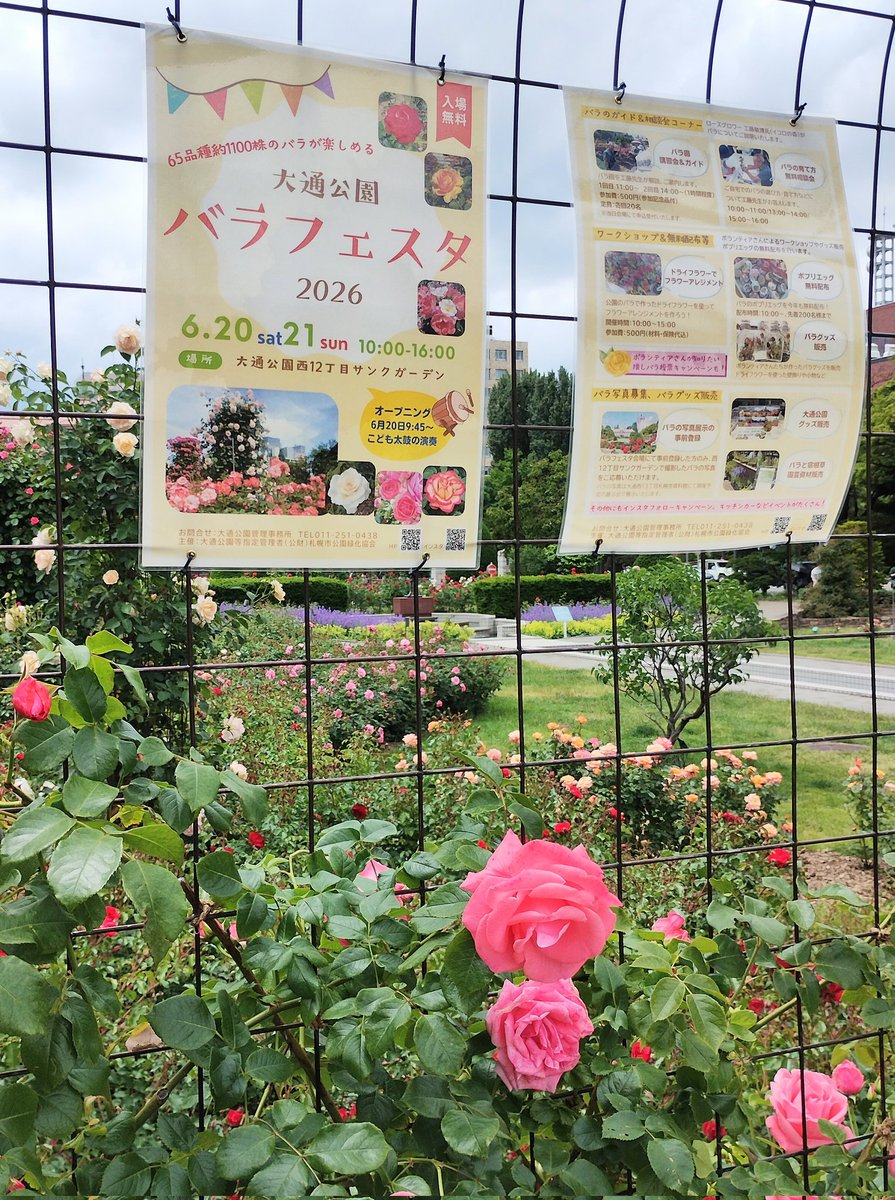 sapporolife2021's tweet photo. 今週末は大通公園西12丁目で「バラフェスタ」開催🌹
1000株以上のバラが初夏の大通公園を彩ります✨
#札幌イベント https://t.co/9Y1K7hSUYr
