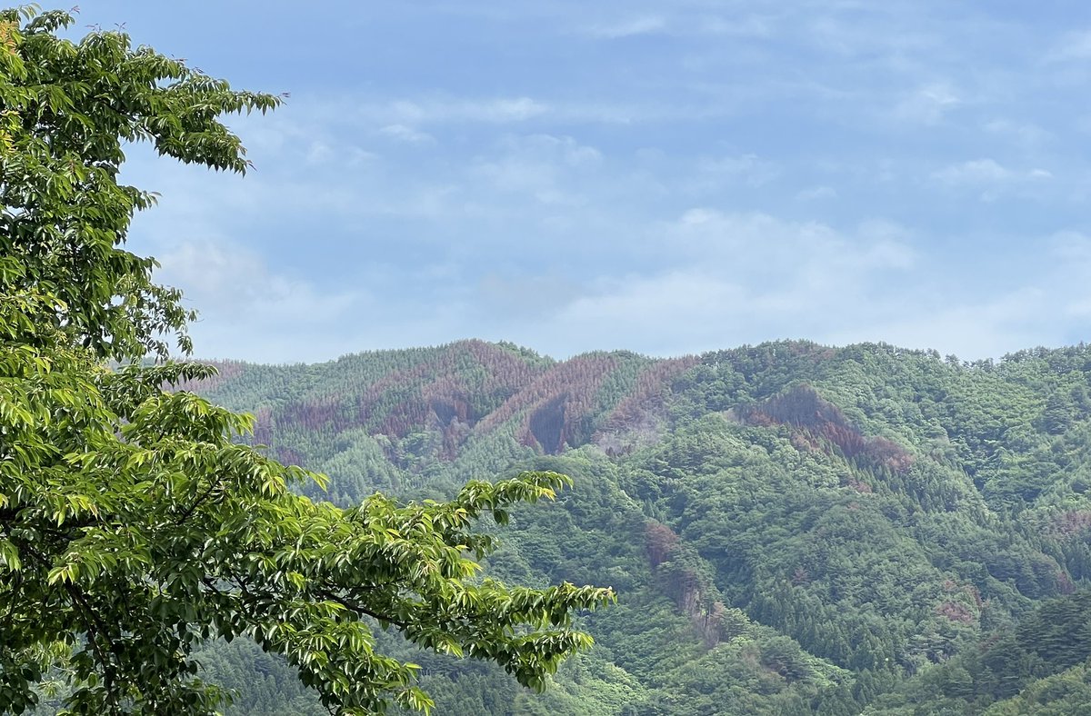 media_neko's tweet photo. きょうの大槌は雲が多めな天気です。山林火災の爪痕が目立ち、悲しい気持ちになります。 https://t.co/KeEZZRzTfP