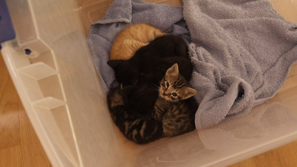 niniyuuna's tweet photo. if anyone in the bay area is interested in kittens please dm me asap these babies were found on the side of the road and all of the shelters are full 🥺 https://t.co/m6EHFRetBf