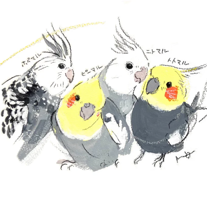 #小鳥ガーデン オーダーイラストご紹介 いろんな色柄のかわいいオカメインコさん ※会期終了しました