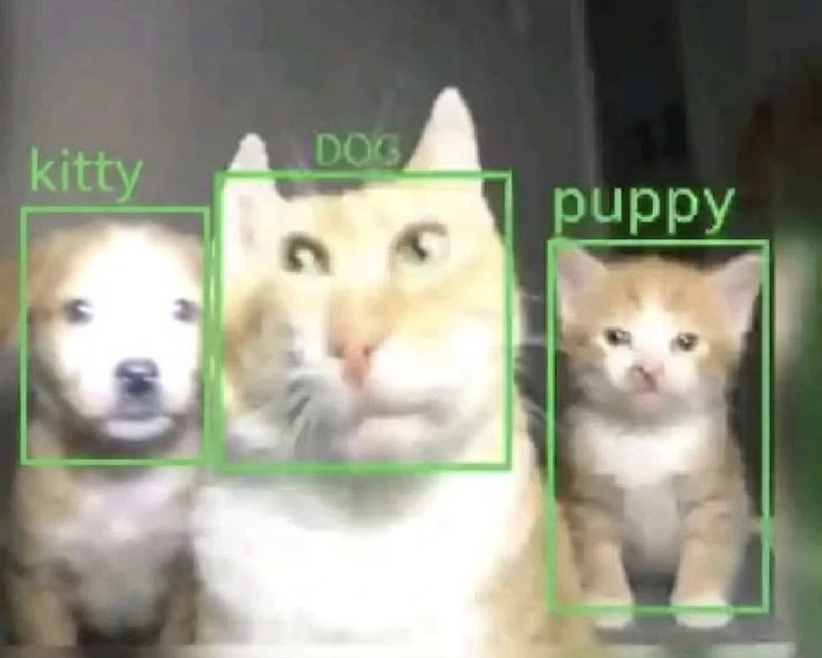 cat memes tweet media