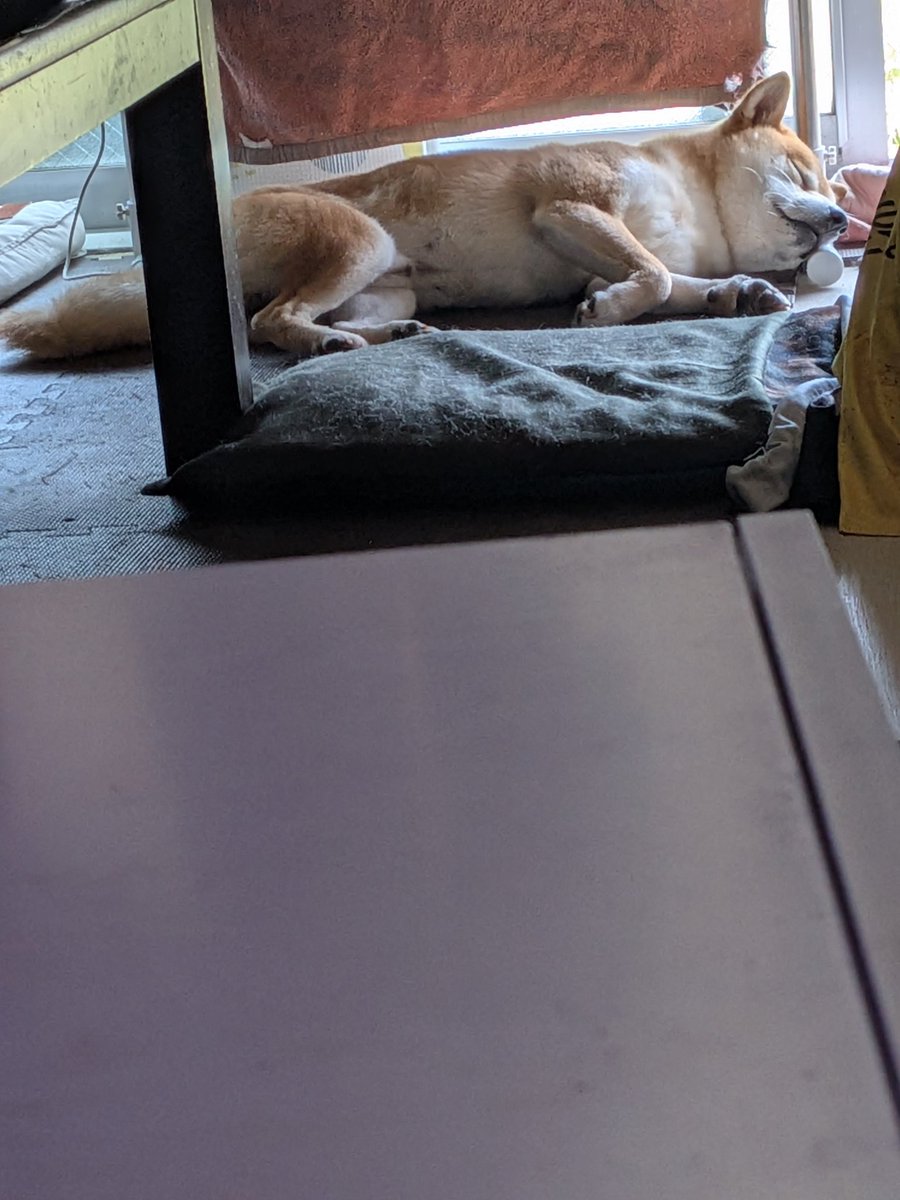 boxerfish's tweet photo. 梅雨の柴犬 https://t.co/5kRz1GPvLZ
