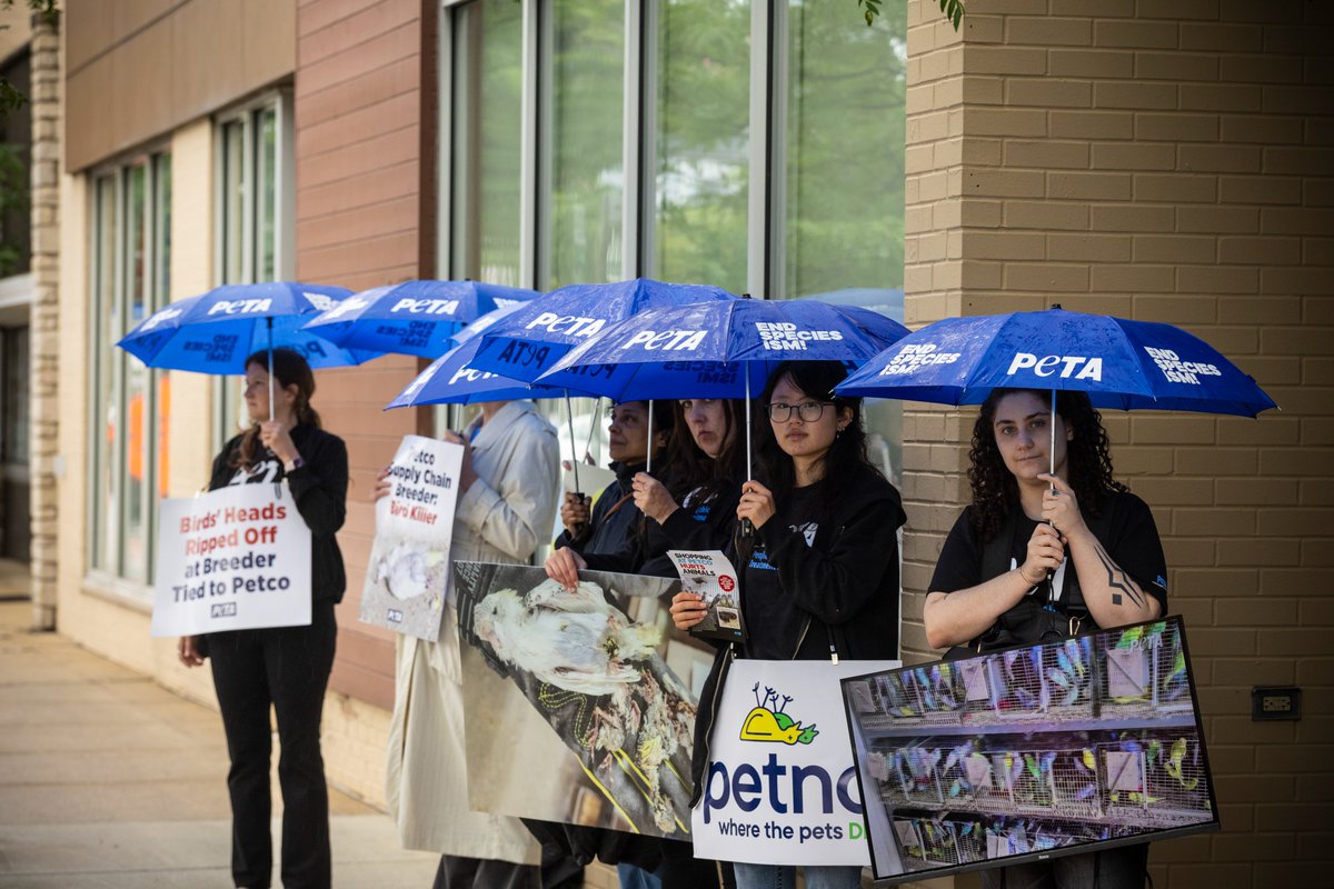 peta's tweet photo. Birds’ necks were crushed, their heads were ripped off, and nearly 1,400 birds were found dead in just 27 days at a breeder in @Petco's supply chain. We are outside of Petco because customers deserve to know where animals in those cages come from! https://t.co/qqI2kgSr7g