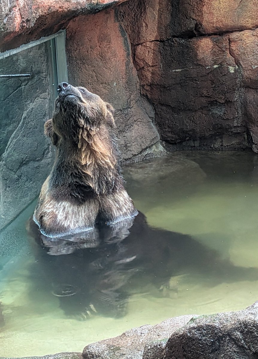 kumachan118's tweet photo. 2026.5.21
#上野動物園 #ポン

5/21のポン続き

ポンはプールが好きだ

涼をとる場所
水を飲む場所
アジが流れてくる場所
ゆったり寛ぐ場所
プカプカしたりバシャバシャしたり
バケツくんやボールと戯れて暴れて遊ぶ場所🪣🟠💦
雨の日はあったかい場所
お客さん達とコミュニケーションがとれる場所 https://t.co/JClol53Bcp