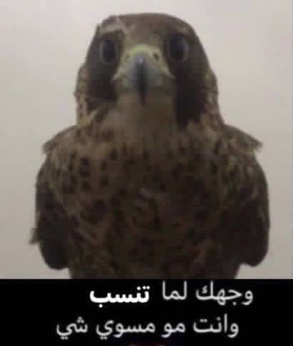 R tweet media