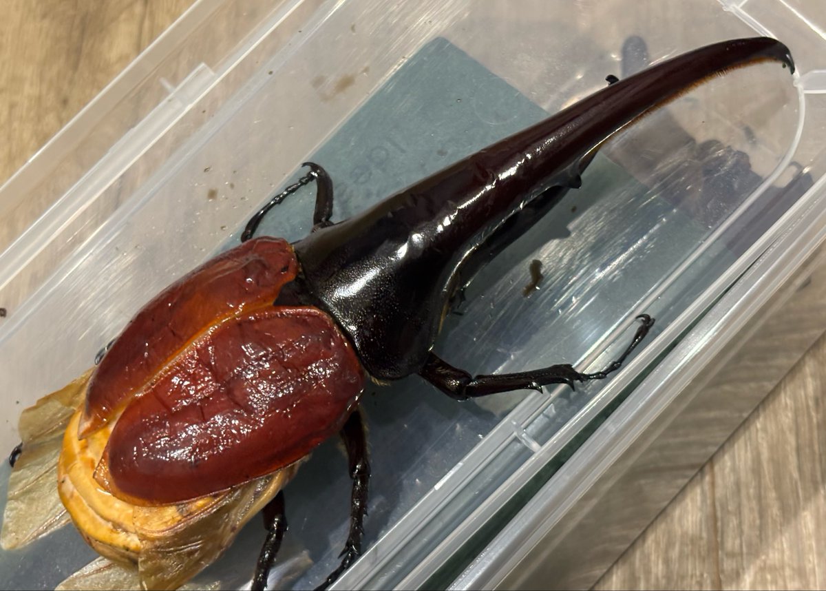 Lucanus_7's tweet photo. FF.0FA2 151-FF0FA2.0FCOAKS 0F
×
U71.究極-U71.U71U5SBR

前蛹154gから

ド不全だけどこの見た目で170ある😂

でもコレは多分落ちるな😇

前回の172くらいの個体が前蛹148gだから前蛹143gくらいが出れば完品でそこそこ狙えるかも😆👍 https://t.co/s3dBHP6w8s